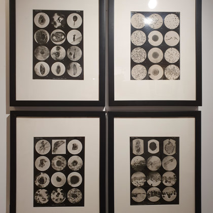 Ensemble de 4 photographes de micrographies cellulaires Rép.Tchèque années 30 40X30 VENDU